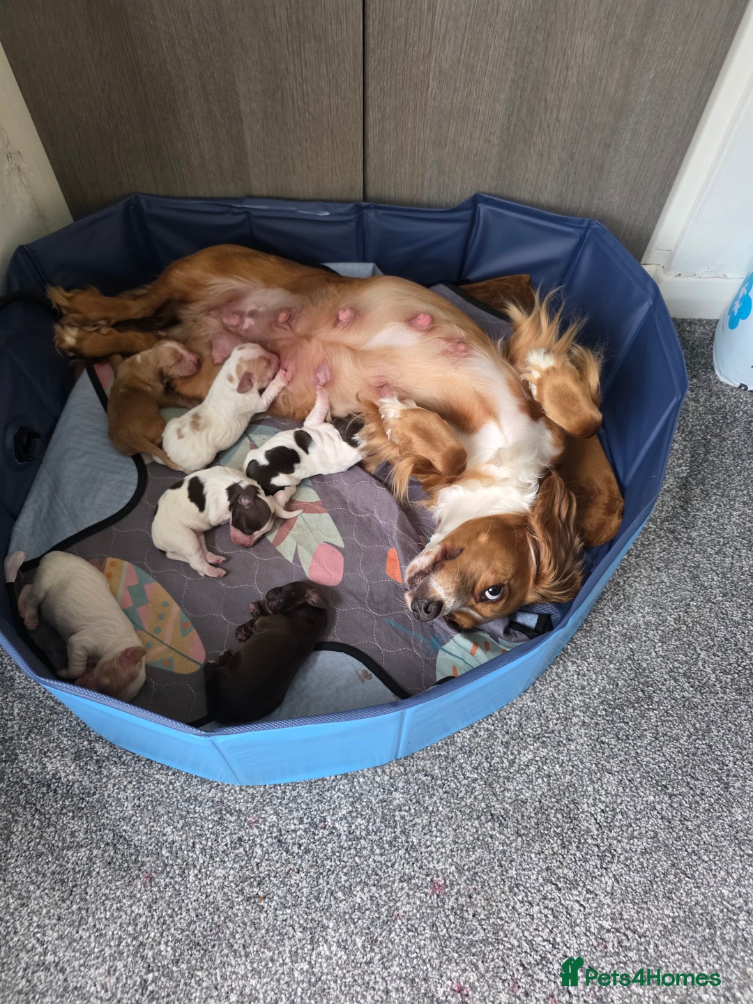 Sprocker dogs for sale: Sprocker puppies  - Image 2