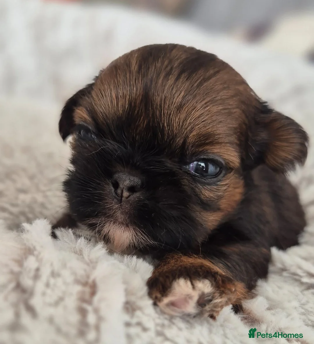 Shih Tzu dogs for sale: Beautiful  shihtzu  - Advert 2