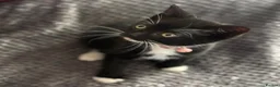 Mixed Breed cats for sale: Playful kittens  in Ipswich - Advert 5