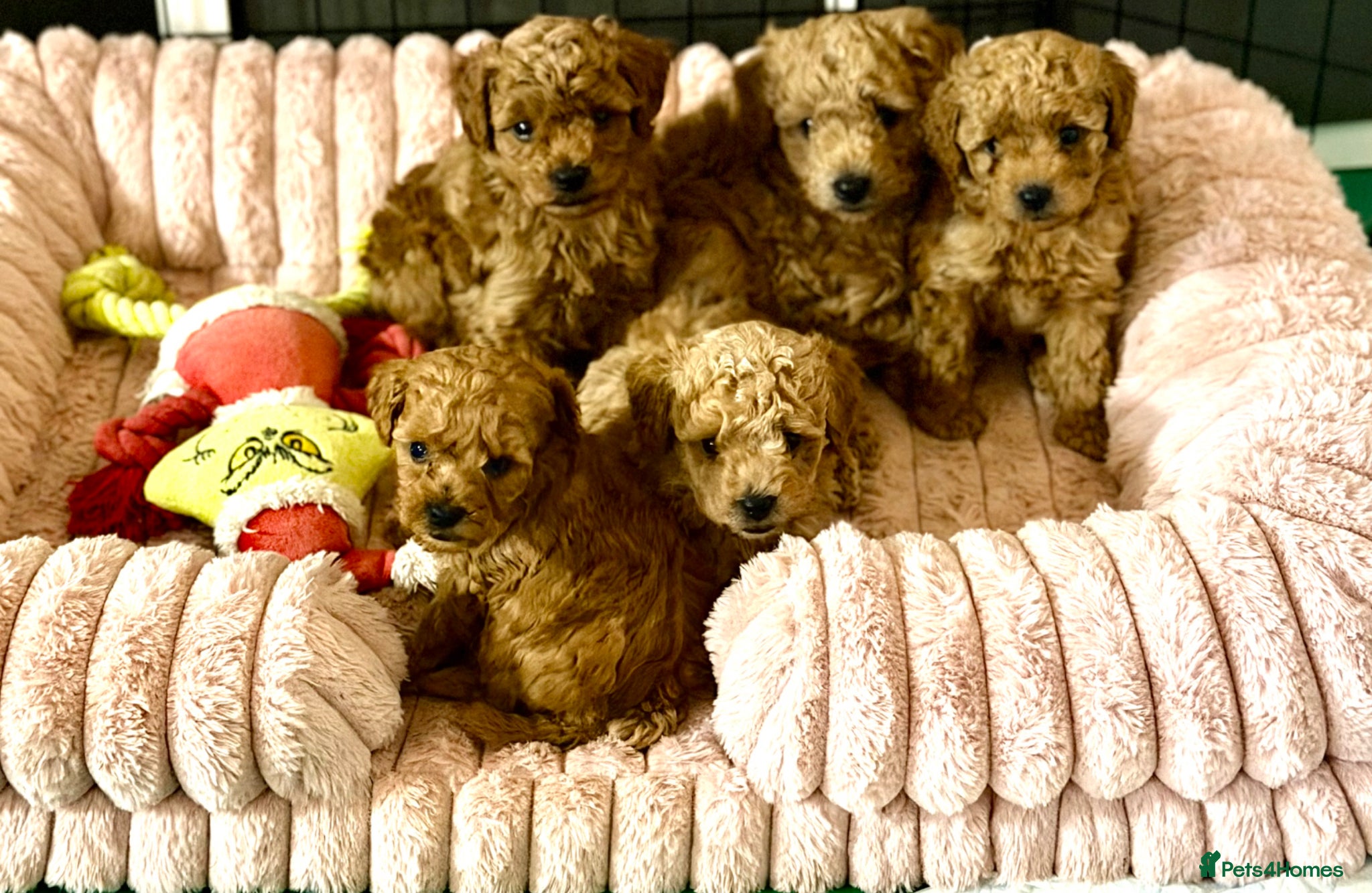 Toy Poodle dogs Stunning toy poodle puppies  - Advert 21
