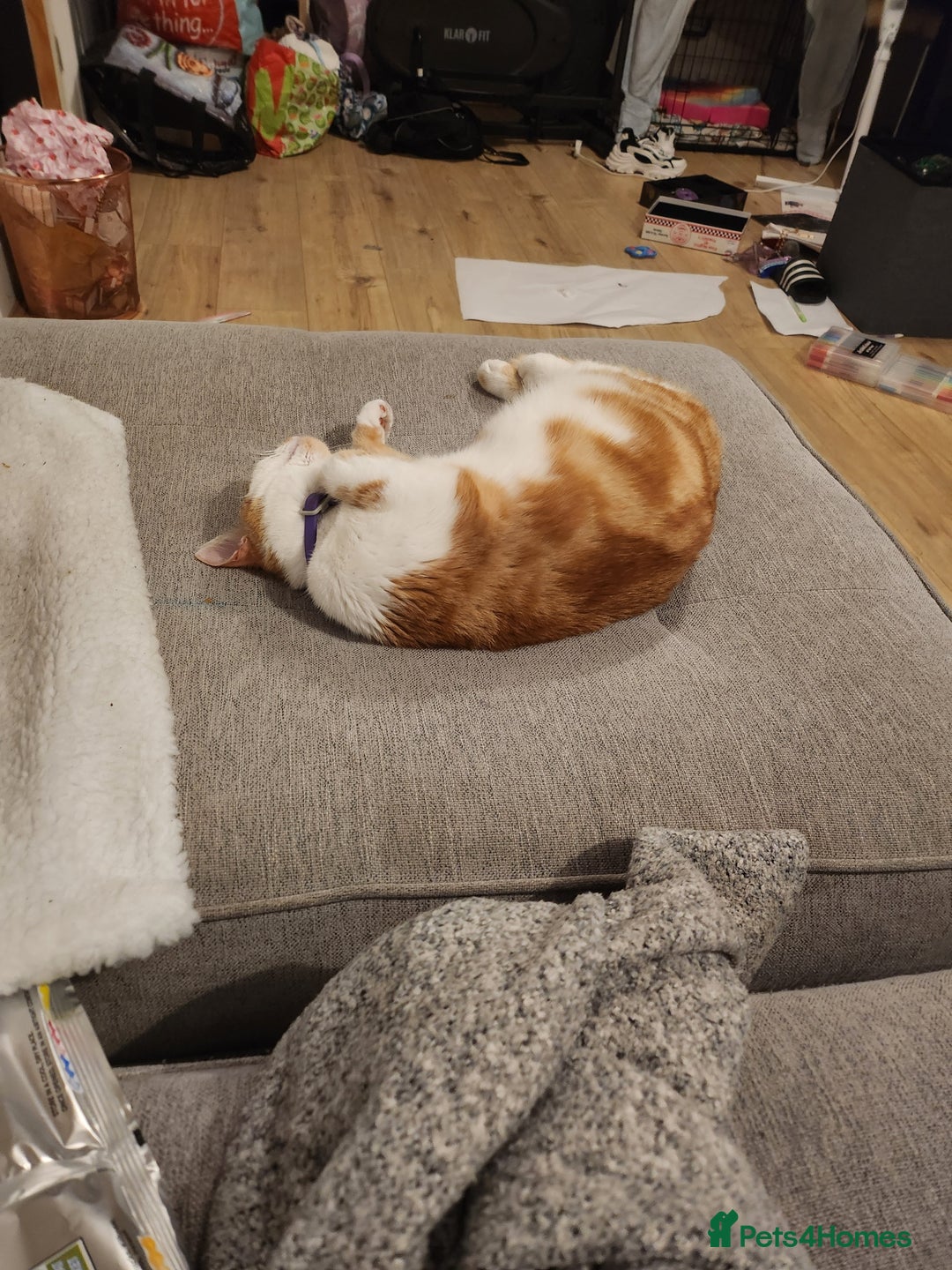 British Shorthair cats for sale: Beautiful ginger and white female cat - Image 7