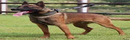 Mixed Breed dogs for sale: 🔥 PH1 BULLHERDERS BREEDING 🔥 - Advert 4
