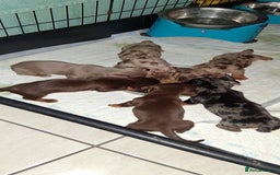 Miniature Dachshund dogs for sale: MINIATURE DASCHUND BOYS  - Advert 12