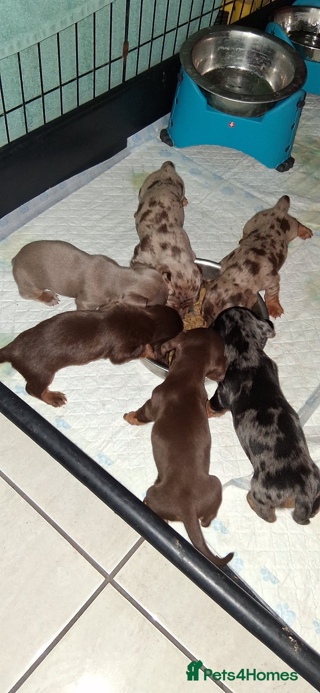 Miniature Dachshund dogs for sale: MINIATURE DASCHUND BOYS  - Advert 12
