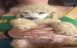 Standard Poodle dogs for sale: Standard poodle puppies - Image 2