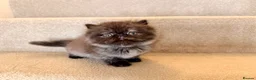 Persian cats for sale: Beautiful Pedigree Persian 1 Male 1 Female - Advert 4
