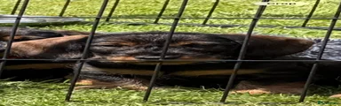 Dachshund Puppy 2