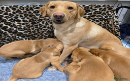 Labrador Retriever dogs for sale: ✨ Golden Retriever Puppies – Ready 4 Sept ✨ - Image 13