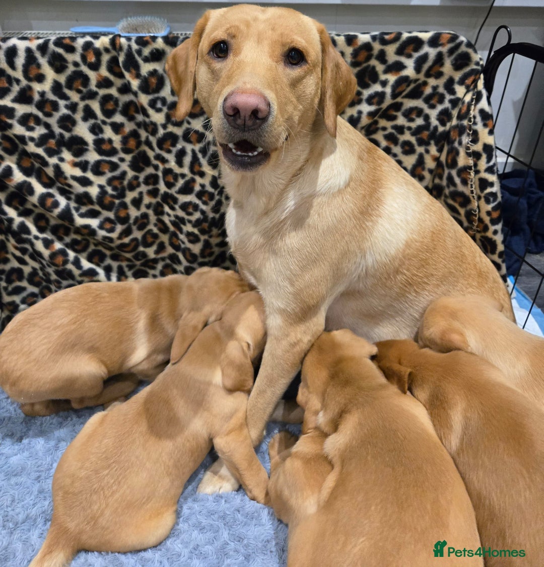 Labrador Retriever dogs for sale: ✨ Golden Retriever Puppies – Ready 4 Sept ✨ - Image 13