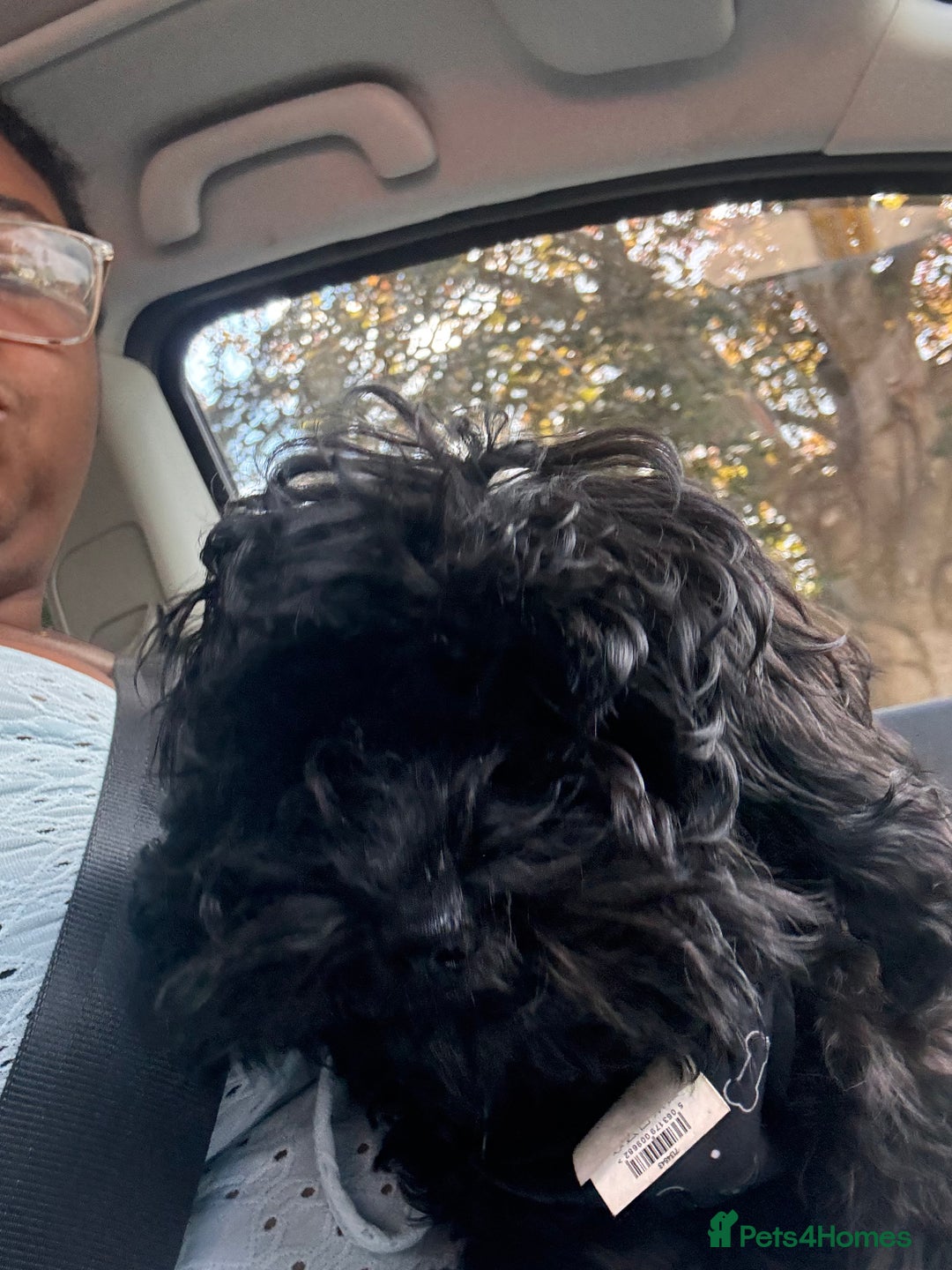Cavapoo dogs for sale: Cavapoo 4 months old - Image 4
