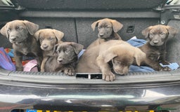 Mixed Breed dogs for sale: GREAT DANE X GERMAN SHEPHERD PUPPIES READY TO GO - Image 3