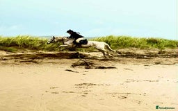 Connemara horses for sale: Abros 🫶🏻🥕 - Image 8