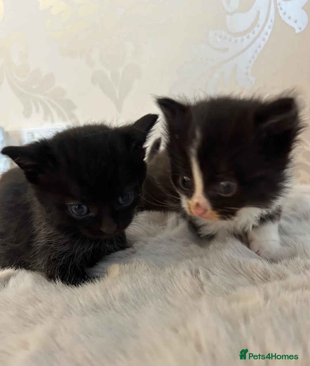 Domestic Shorthair cats for sale: 2 female kittens looking for there forever home - Advert 2