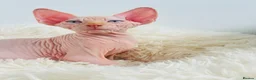 Sphynx cats for sale: Beautiful Canadian Sphynx Kittens Available 💎 - Advert 2