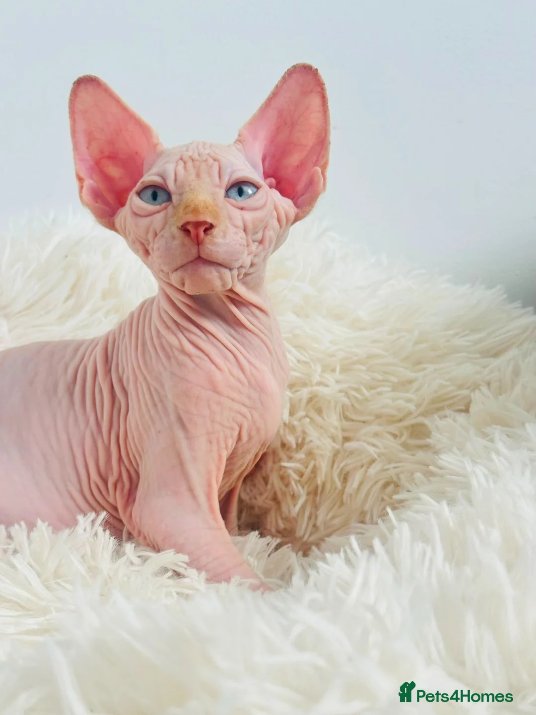 Sphynx cats for sale: Beautiful Canadian Sphynx Kittens Available 💎 - Advert 2