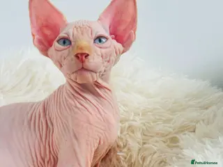 Sphynx cats Beautiful Canadian Sphynx Kittens Available 💎 - Advert 11