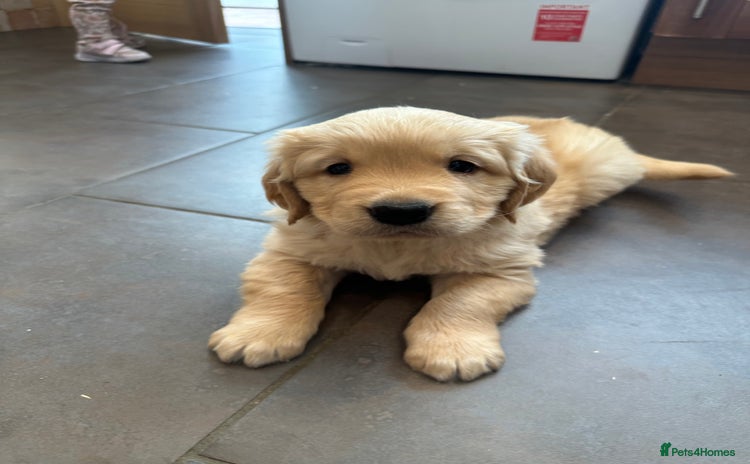 Golden Retriever dogs - Advert 3