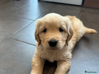 Golden Retriever dogs - Advert 3