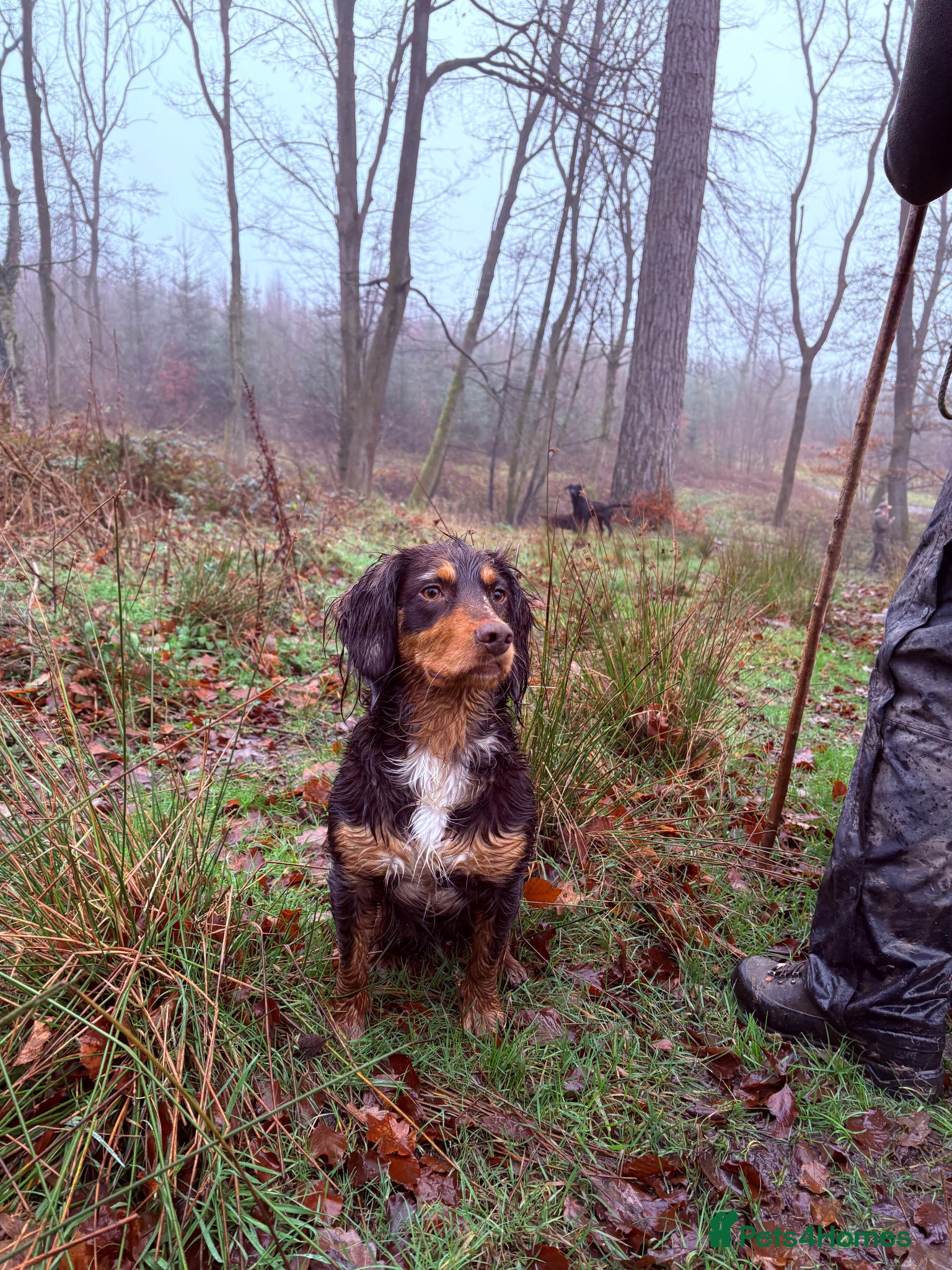 Cocker Spaniel dogs Cocker spaniels puppies looking for forever 🏡♥️ - Advert 1