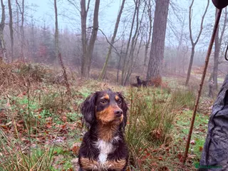 Cocker Spaniel dogs Cocker spaniels puppies looking for forever 🏡♥️ - Advert 18