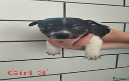 Jack Russell dogs for sale: Stunning Jack Russel puppies for sale - Image 5
