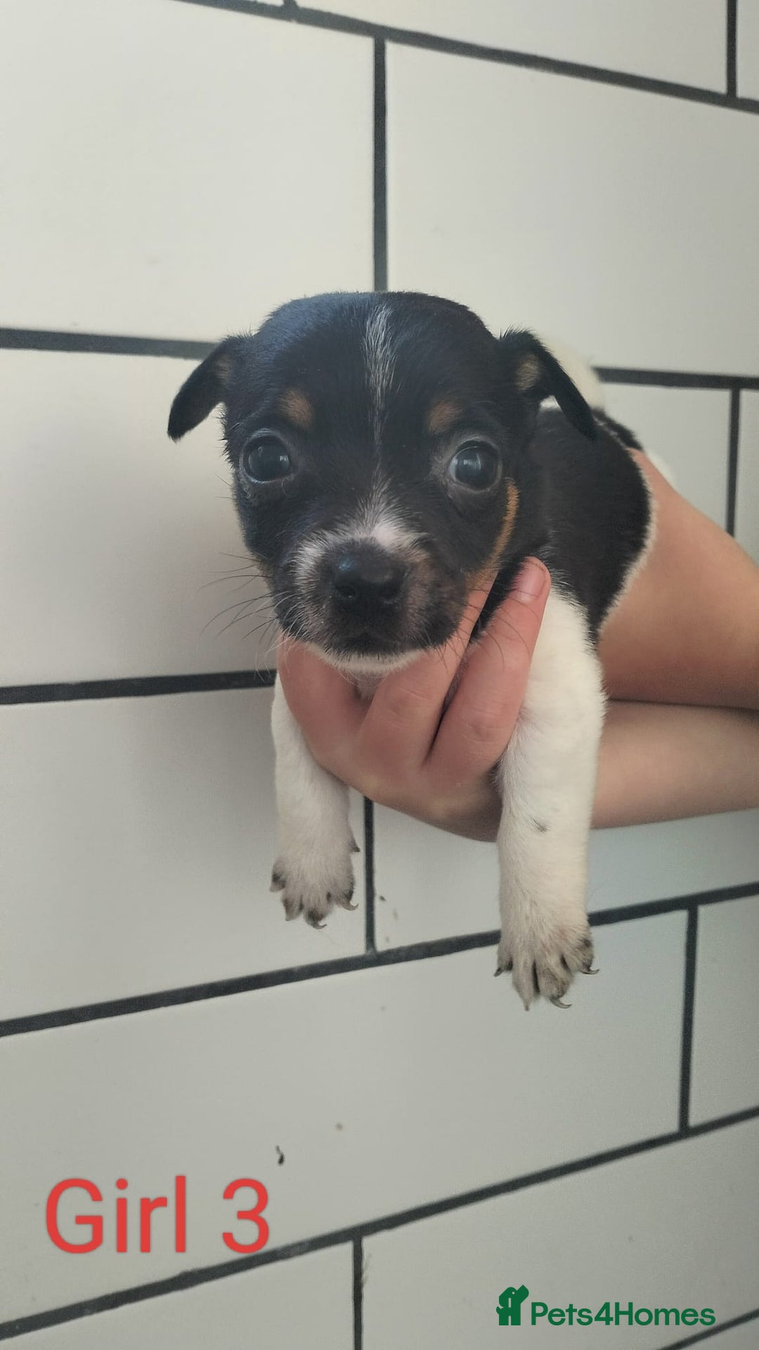 Jack Russell dogs for sale: Stunning Jack Russel puppies for sale - Image 5