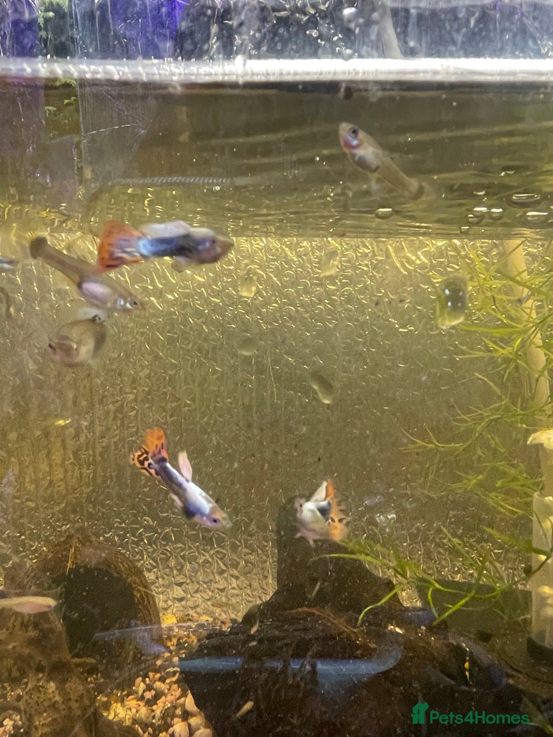 Live Bearers fish for sale: Guppies / cichlid / shrimps/ snails  - Advert 8