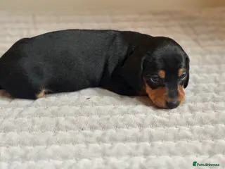 Miniature Dachshund dogs Miniature dachshund puppies - Advert 13