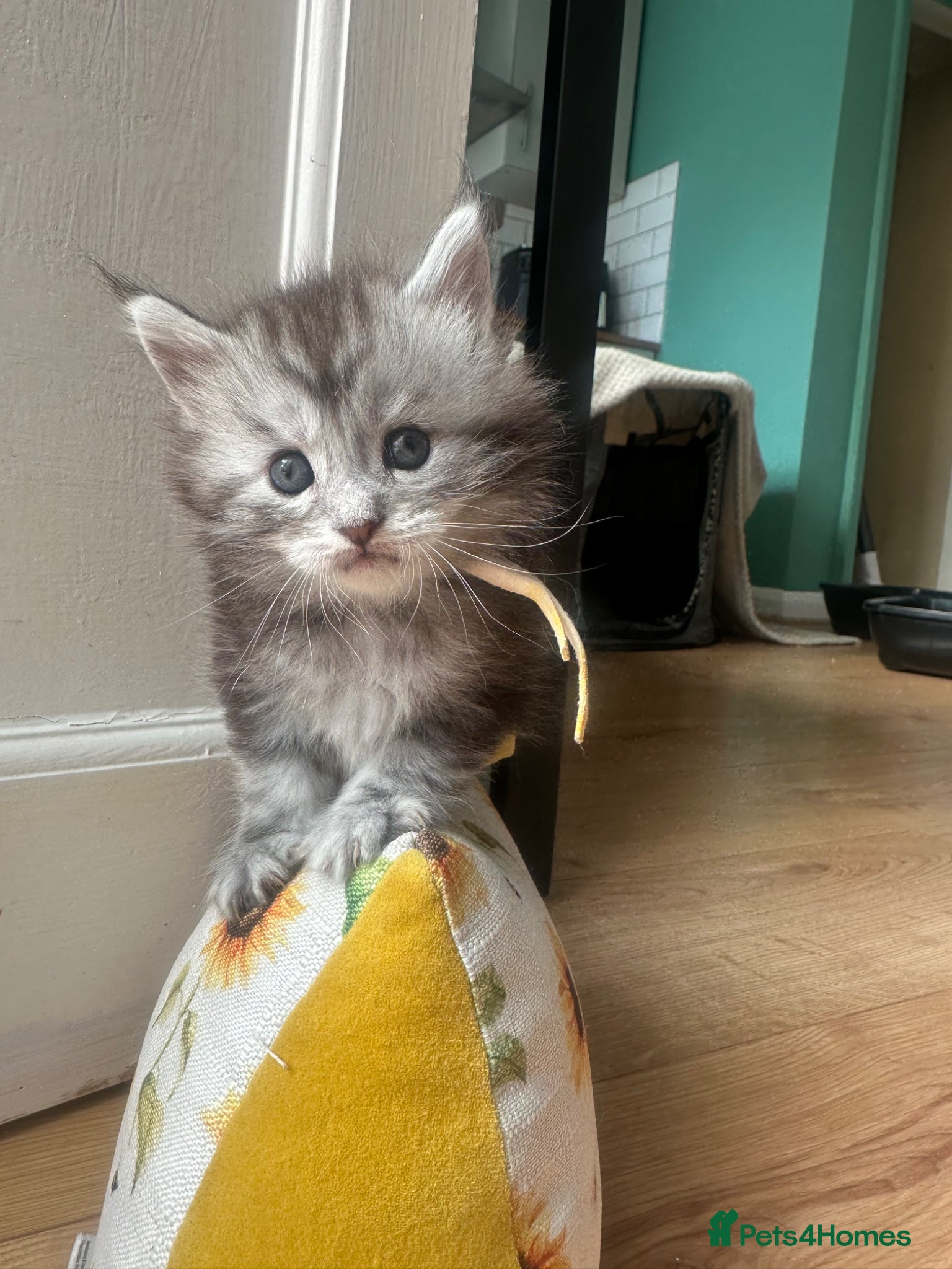 Maine Coon cats for sale: 5 beautiful Maine coon kittens - Advert 37