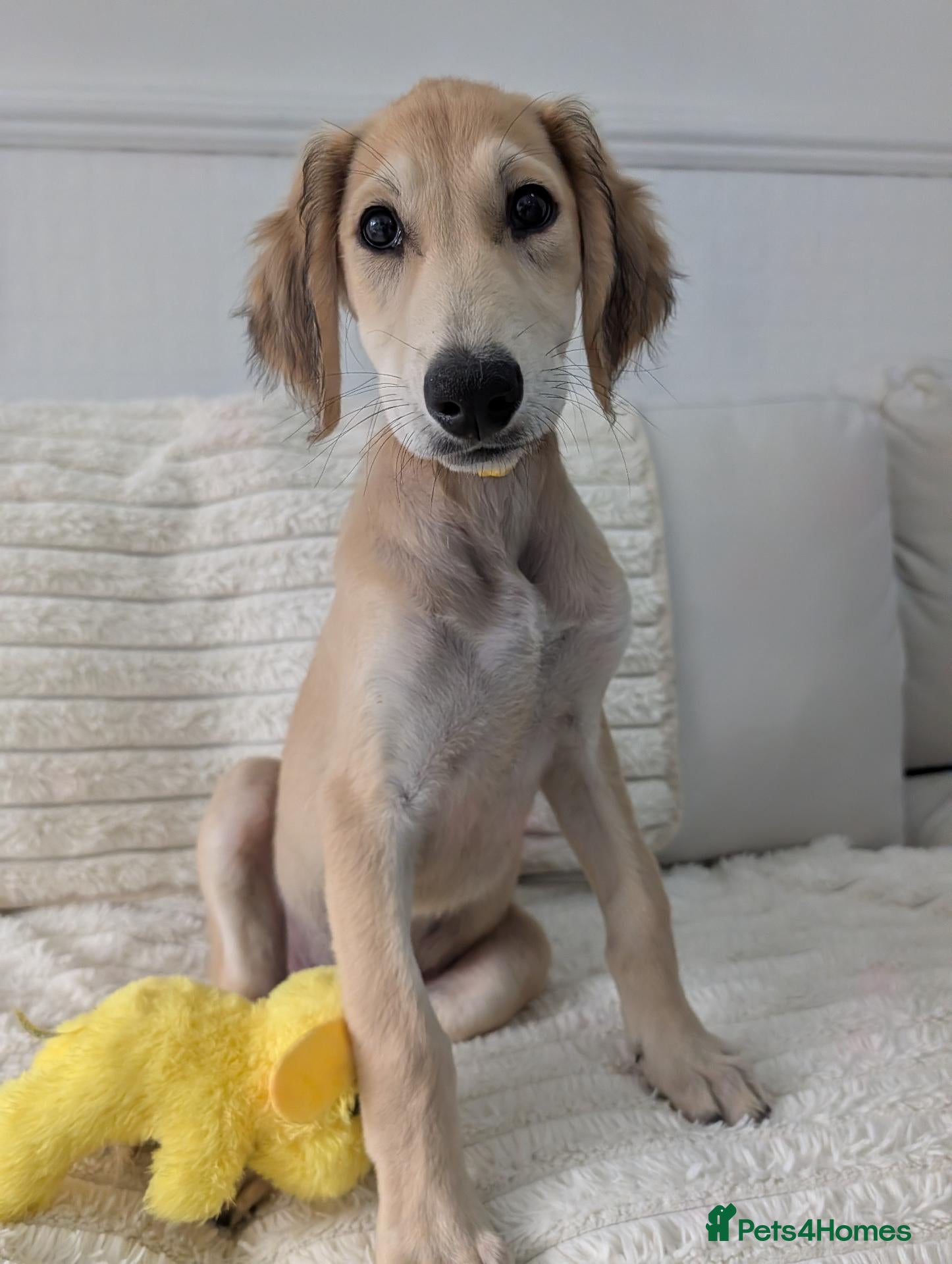Saluki dogs Stunning Saluki Boy - Advert 1