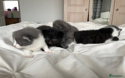 Mixed Breed cats for sale: 2 Adorable Kittens For Sale - Image 3