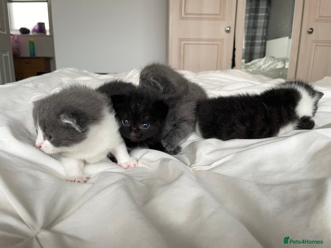 Mixed Breed cats for sale: 2 Adorable Kittens For Sale - Image 3