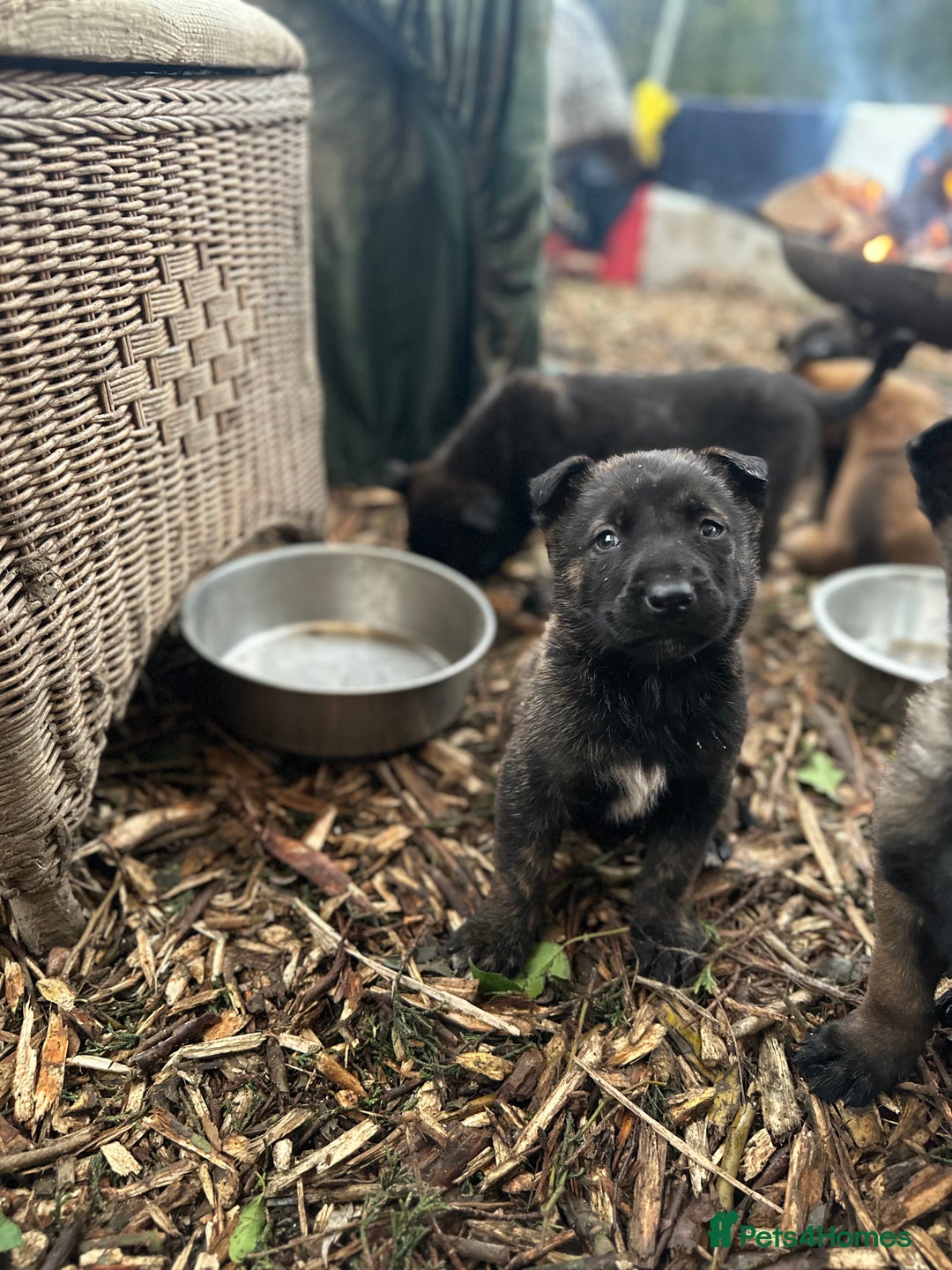 Mixed Breed dogs for sale: Dutch Herder Puppies  - Advert 16