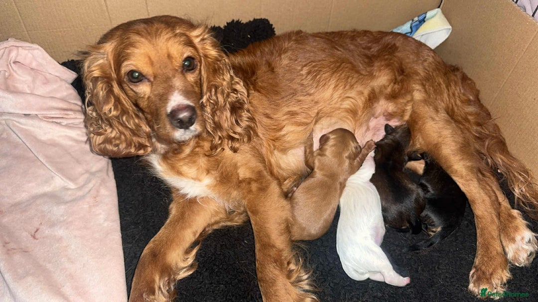 Cockapoo dogs for sale: Beautiful Cockapoo girl left  - Advert 8