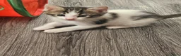 Mixed Breed cats for sale: 2 male kittens  - Advert 17