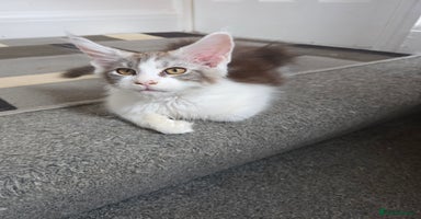 Maine Coon cats in Blackpool - Advert 13
