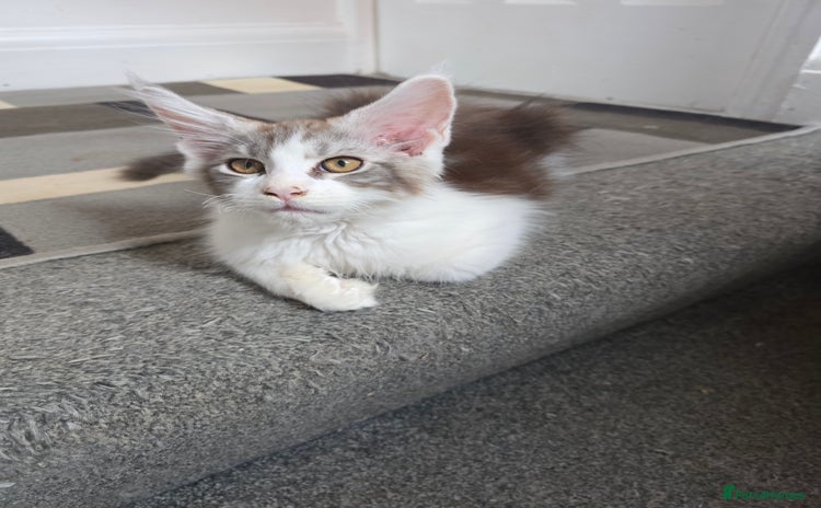 Maine Coon cats in Blackpool - Advert 2