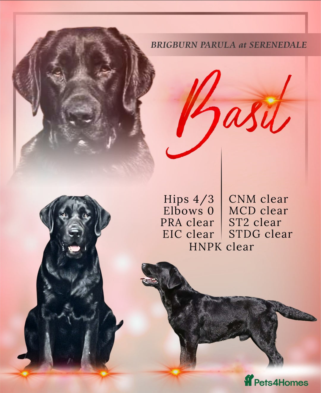 Labrador Retriever dogs for sale: Show chunky black Girls Available  - Image 8