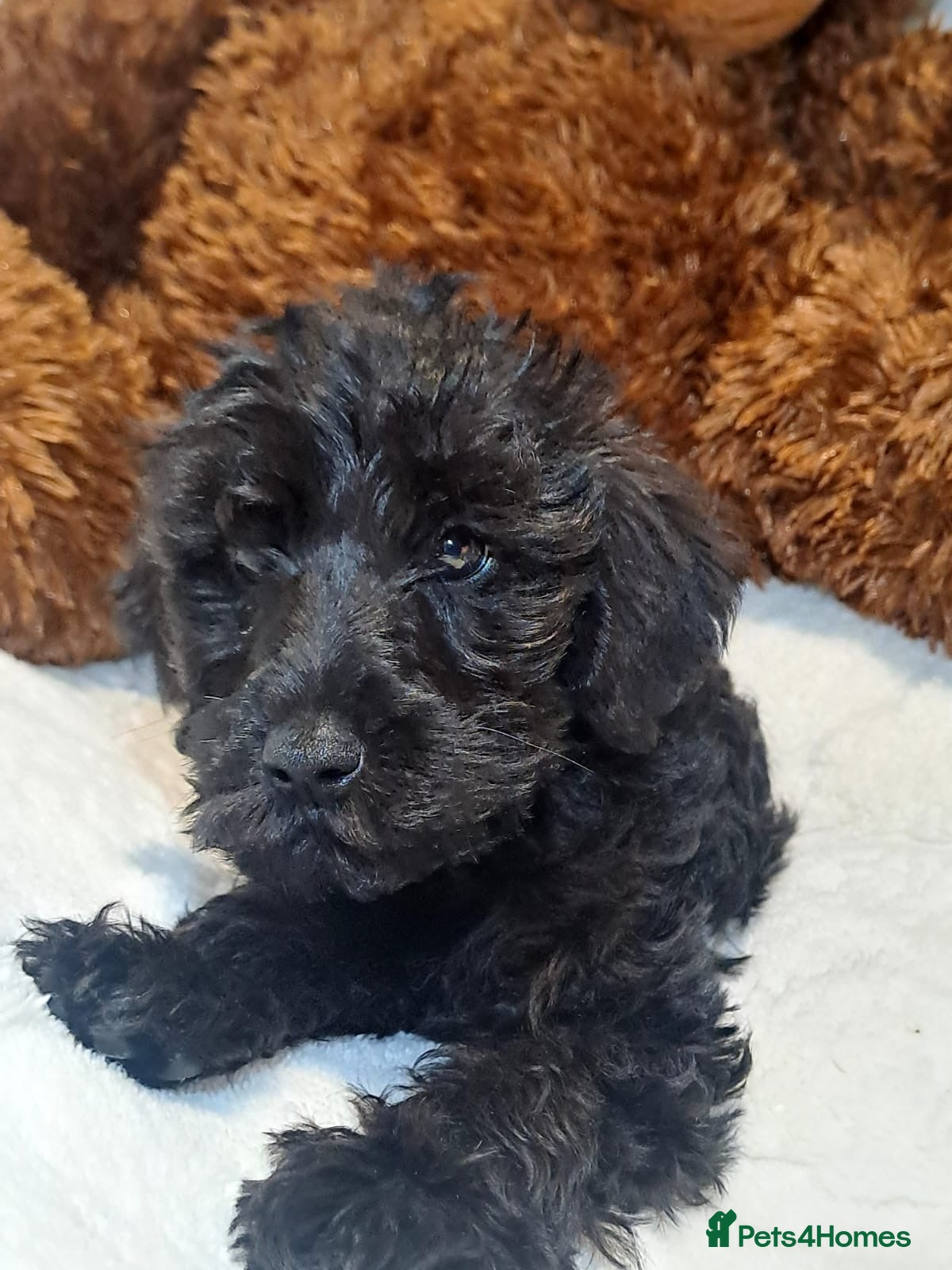Schnoodle dogs ***READY NOW***Schnoodle pups for sale.  - Advert 2