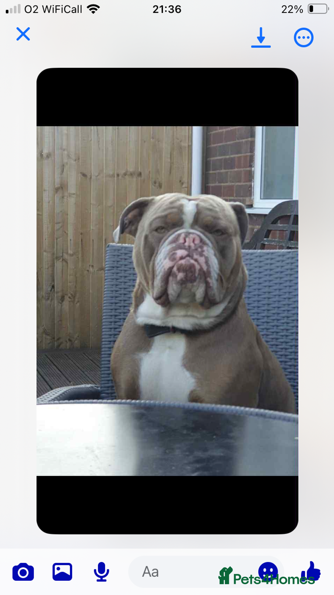 Olde English Bulldogge dogs for sale: Old English bulldog puppies GENERATIONAL - Advert 5