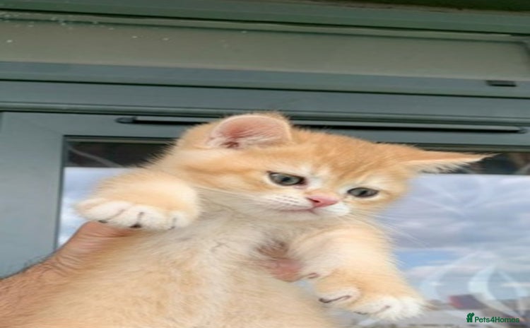 British Shorthair cats British Shorthair last boy golden available  - Advert 14