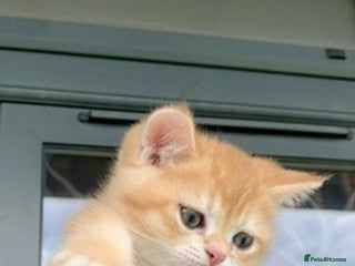 British Shorthair cats British Shorthair last boy golden available - Advert 14