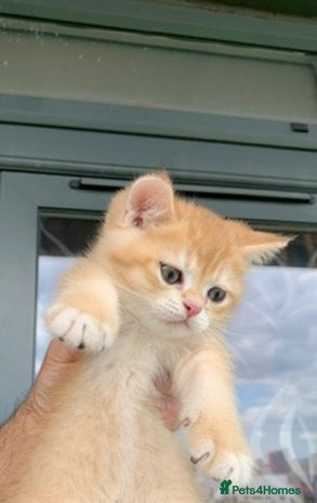 British Shorthair cats British Shorthair last boy golden available - Advert 4