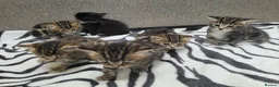 Mixed Breed cats for sale: Adorable Tabby Kittens Looking for Forever Homes - Advert 10