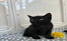 Mixed Breed cats for sale: Adorable mixed breed kittens for sale  - Image 12