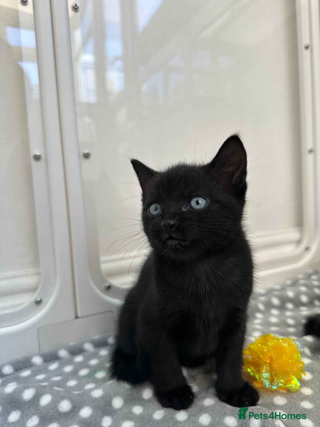 Mixed Breed cats for sale: Adorable mixed breed kittens for sale  - Image 12