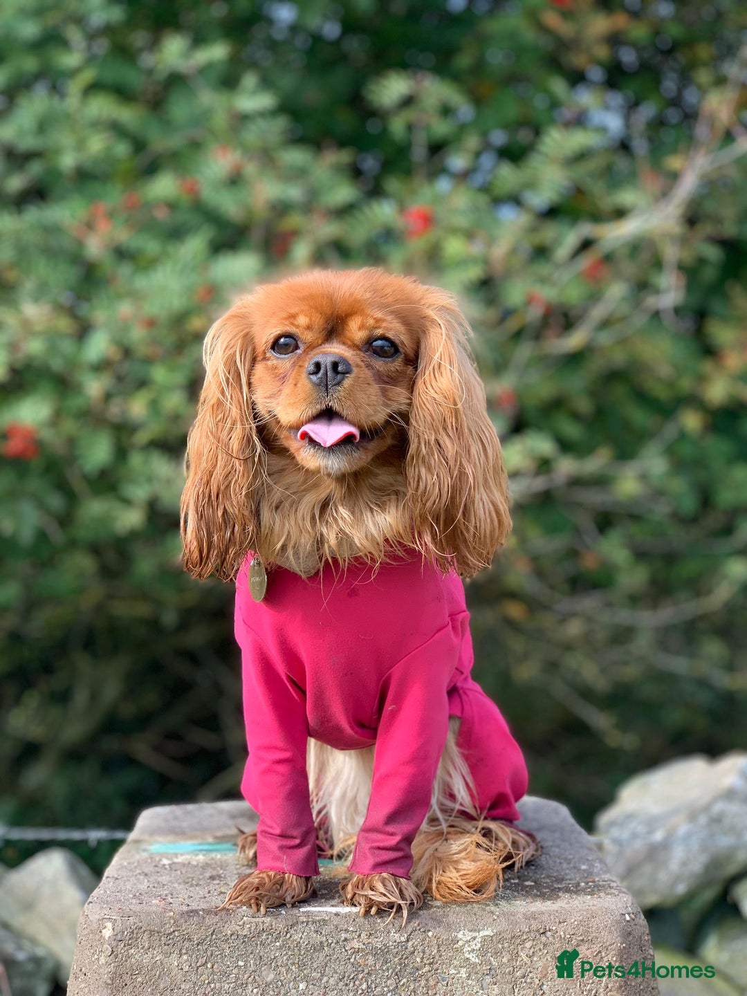 Cavalier King Charles Spaniel dogs for sale: Stunning KC Cavalier King Charles Spaniel Puppies. - Image 27