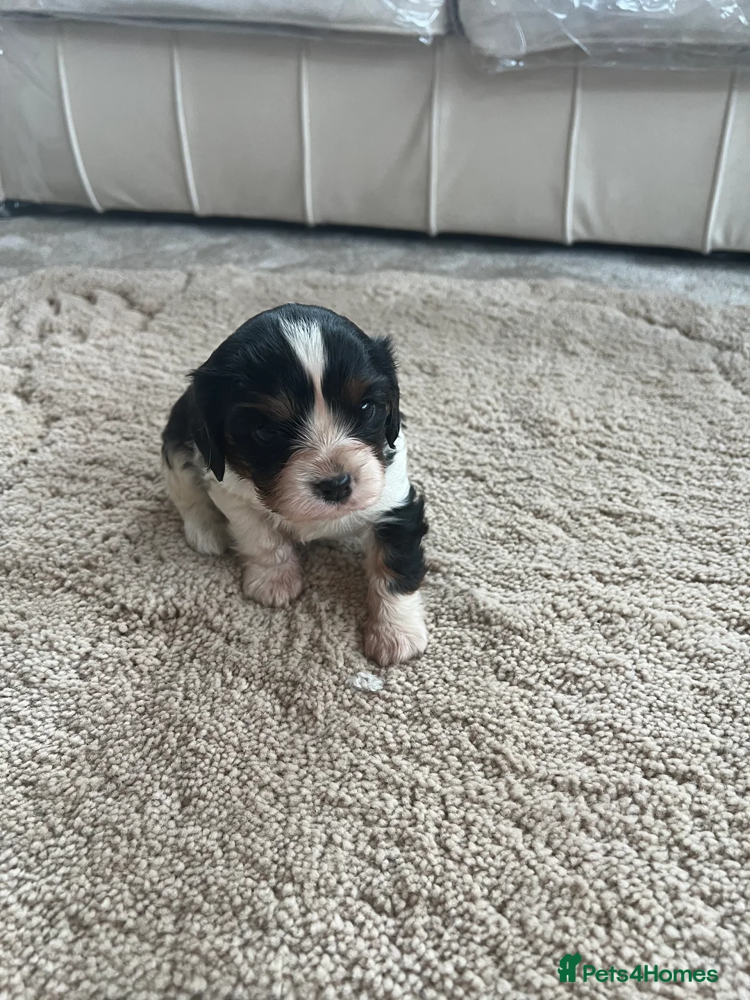 Cavalier King Charles Spaniel dogs for sale: cavalier King Charles spaniel puppy  - Advert 6