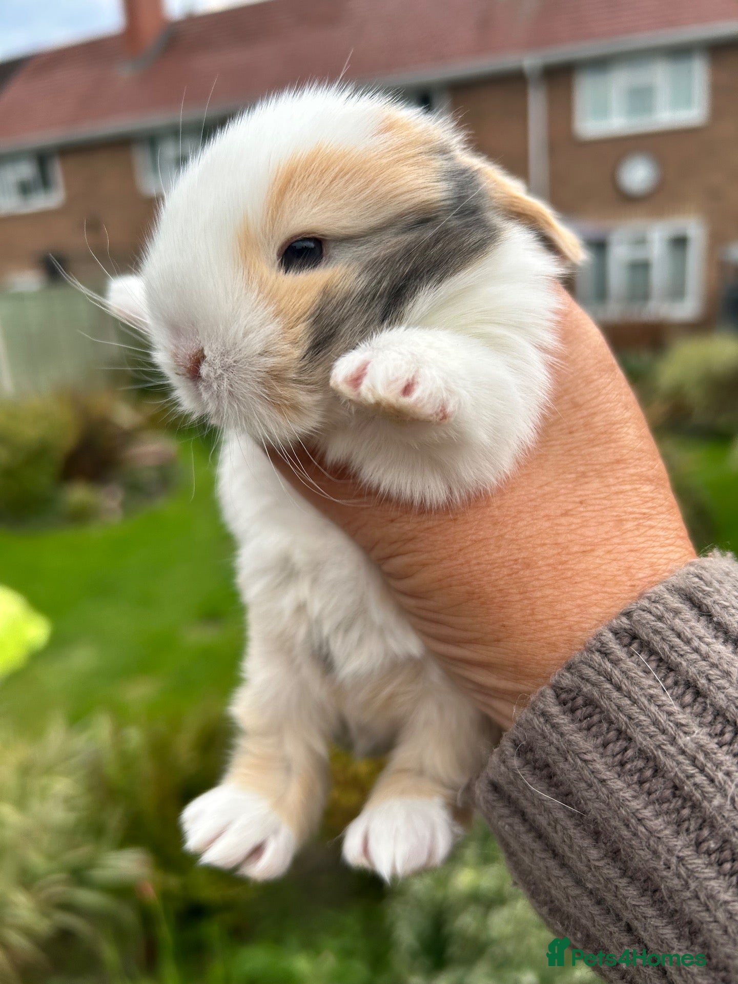 Mini Lop rabbits Stunning litter of babies ready to reserve  - Advert 15
