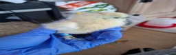 Chickens poultry for sale: Silkie and other breeds chicks in Crewe - Advert 6